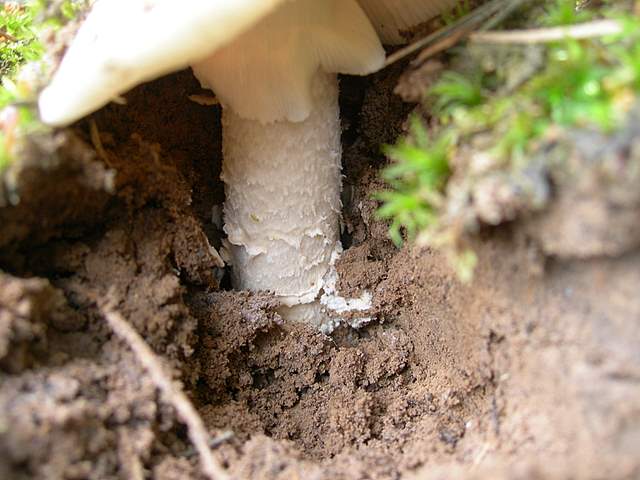 Amanita spec. Cod.: 8509-08